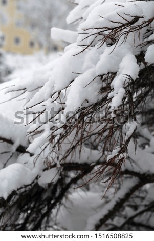 Snowy tree branches touching the snow on the ground. Closeup color image. Photographed during a winter day in Finland, Northern Europe.
