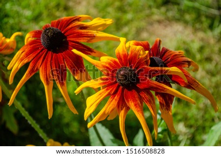 red-yellow flowers similar to three cocks
