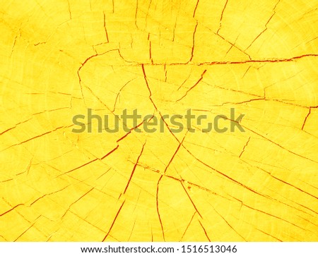 close-up of a cut tree with cracks in bright yellow