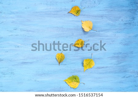 Textural background painted with blue paint with a composition of colorful maple autumn leaves.. Top veiw, flat lay, copy space.