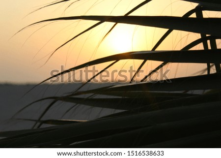 A view of sunset through the gaps of palm tree leaves
