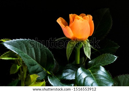macro photo of the rose in artistic composition