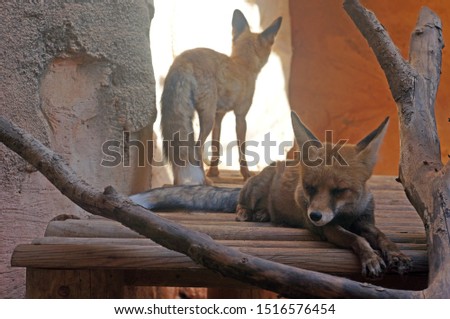Picture of two foxes, one lying down enjoying napping and the other standing in the background                               