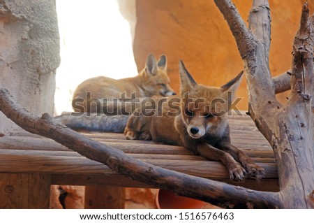 Picture of two lying foxes enjoying napping