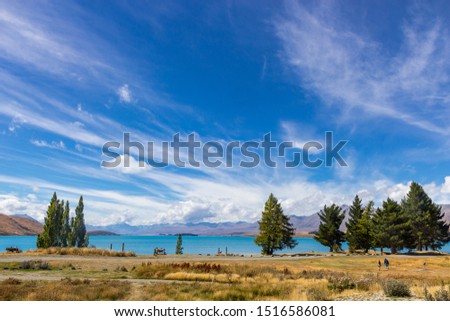 pine trees on lakeside of Tekapo lake, New Zealand, South island