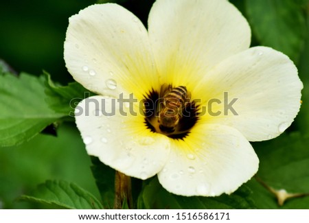 Picture of white-yellow flower blooming with a small bee looking for nectar and blurred green leaves in the garden.
