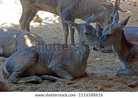 A picture of a deer sitting on the soil during napping