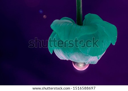 Trollius europaeus flower, in which a small obsolete incandescent lamp with a tungsten filament is inserted. A beautiful, bright filtered photo. Idea. Macro. Isolated on a purple background.