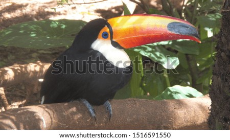 
toucan in the Amazon rainforest in the wild