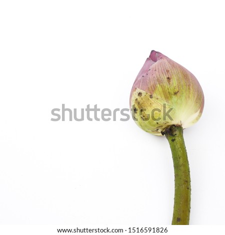 Lotus or Nelumbo nucifera flower on a white background.They are planted in the soil of the pond or river bottom,while leaves and flower float on a water surface 