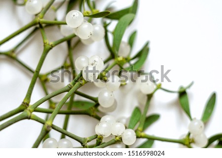 Mistletoe branch with green leaves and white berries on a white background. Close-up