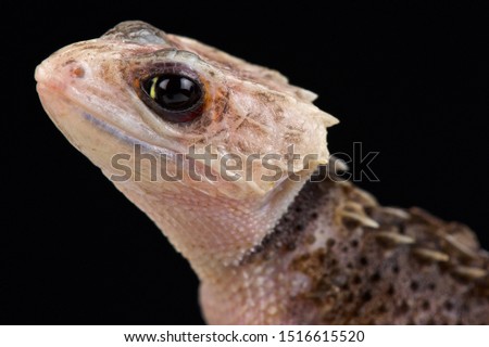 Red-eyed crocodile skink (Tribolonotus gracilis) aberrant white headed animal.