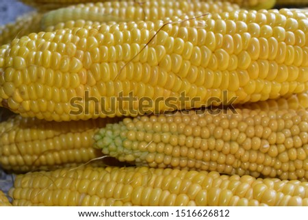 Ripe yellow fresh ears of corn.