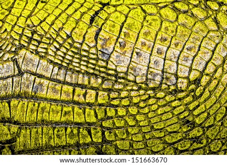 Yellow alligator patterned background Royalty-Free Stock Photo #151663670