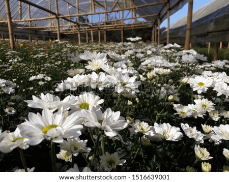beautiful chrysanthemum flowers in garden