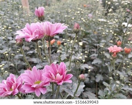 beautiful chrysanthemum flowers in garden