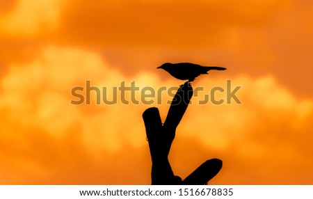A bird during sun set sitting on a branch which looks like human finger tip ready to take off