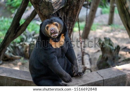 honey bear in the zoo 
