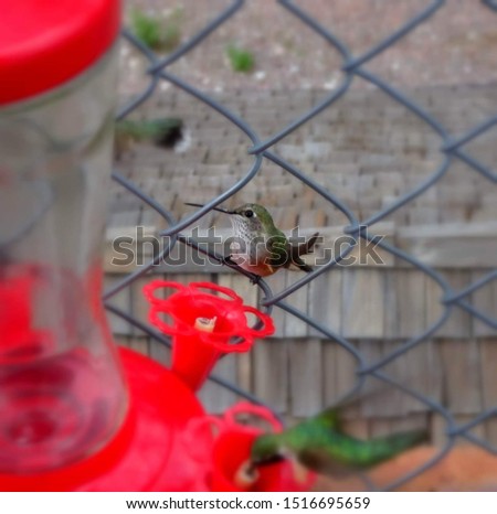 Soft focus photo of a female Anna's hummingbird perched on a chain link fence in Tonto National Forest in Arizona