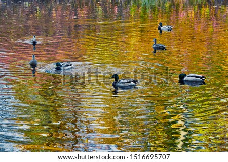 autumn landscape with floating ducks in a colorful abstract autumn pond