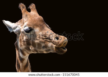 Giraffe head only, isolated on black background. Giraffe was trying to blow away an annoying bee!