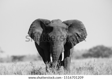 Elephant walking around in Serengeti 