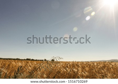 Crop field at the point of harvest