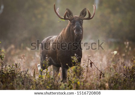 Mammal - bull moose (Alces Alces)