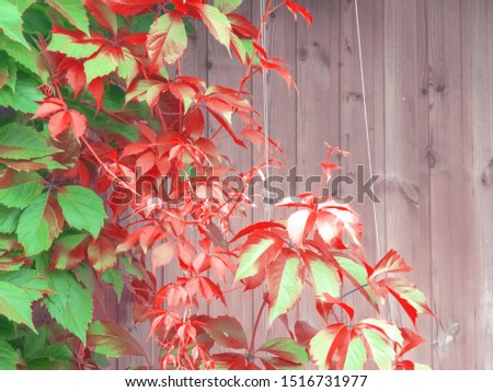 Red, orange and green ivy leaves close-up on a background of a wooden rack wall. Autumn floral concept. Free empty space for text, copy space. Selective focus.
