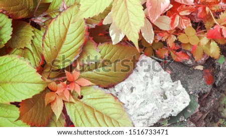 Red, orange and green ivy leaves close-up on a gray stone background. Autumn floral concept. Free empty space for text, copy space. Selective focus.