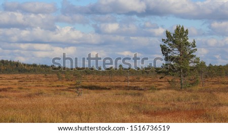 Autumn colors on swamp on a wonderful sunny day. The color of reed is golden and the sky is blue. The photo is taken on Torronsuo national park, Finland.