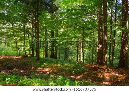 Carpathian mountains. Typical landscape in the forests of Transylvania, Romania. Green landscape in the midsummer, in a sunny day
