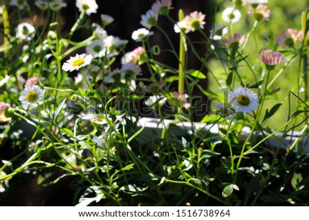 Summer spring flower lavender rose daisy yellow pink violet purple white fresh nature