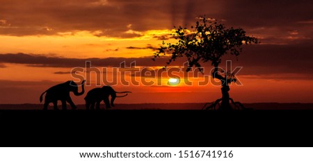Amazing sunset and sunrise.Panorama silhouette tree in africa with sunset.Tree silhouetted against a setting sun.Dark tree on open field dramatic sunrise.Safari theme.Giraffes,Lion.Silhouettes of wild