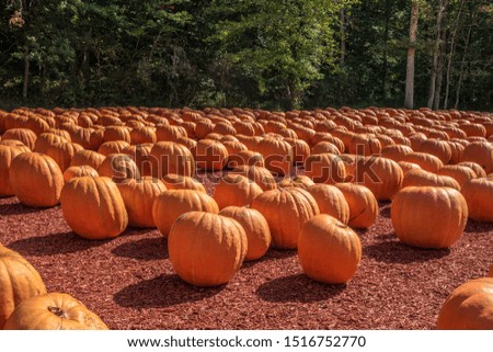 A grouping of very large and heavy pumpkins at a farm for sale on a sunny day in autumn