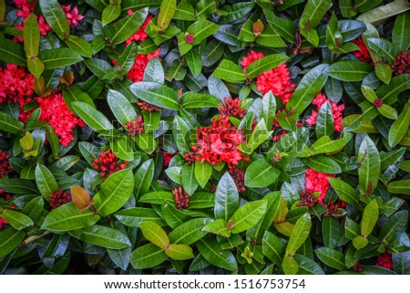 Beautiful red spike flowers bloom in the garden. Natural concept background. Red Ixora with green leaves background.
