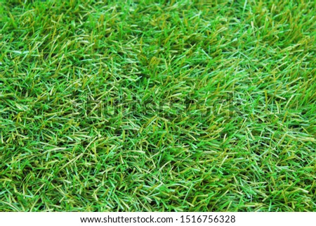 Green grass. Close-up. Top view. Background. Texture.