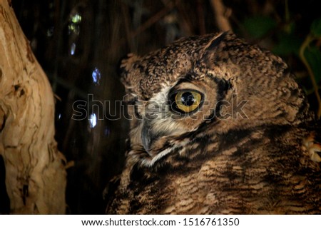 Close up of great horned owl (Bubo virginianus), also known as the tiger owl or the hoot owl