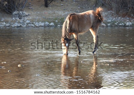 Wild horse feeding on eelgrass from the waters of the Salt River, Mesa, Arizona. 