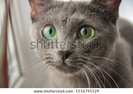 Russian blue cat with bright green eyes posing for the camera.