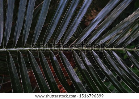 Palmtrees Seamless Pattern
