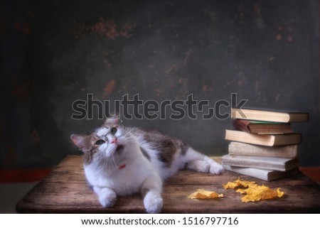 Smart cat wearing glasses with books in front of school board