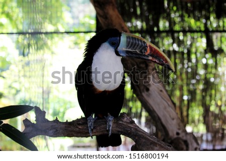 Portrait of a toucan, of the species  Ramphastos cuvieri