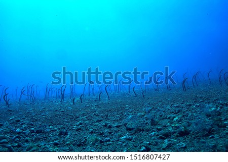 sea eels underwater / garden eels, sea snakes, wild animals in the ocean