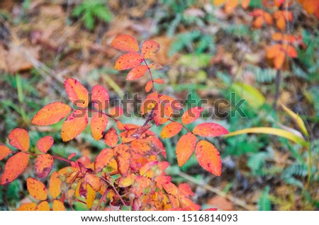 Red autumn bright beautiful rosehip leaves in a forest clearing.