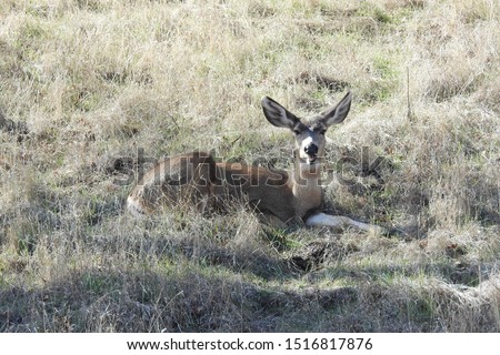Mule deer, Tehachapi Mountains, Stallion Springs, California.