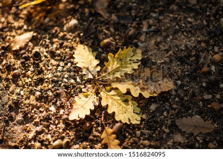 Autumn leaves. Nature backgrounds photo