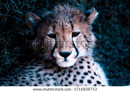 portrait of a wild cheetah