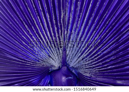 Unusual Beautiful Dark blue palm leaf texture for background,trend  blue color