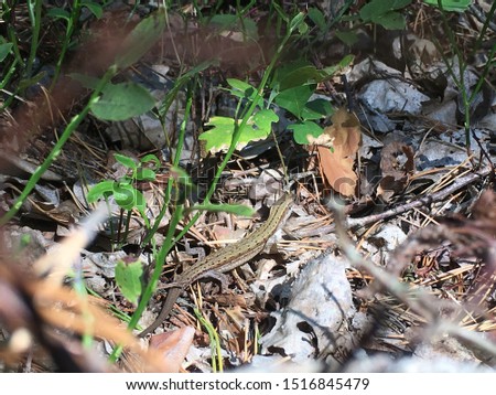 Picture of wild lizard spotted by me in the forest. 